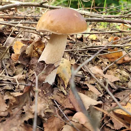 Wioslem W Hamaku Nad Wkra Aldeamento Turístico Rybitwy (Plonsk)