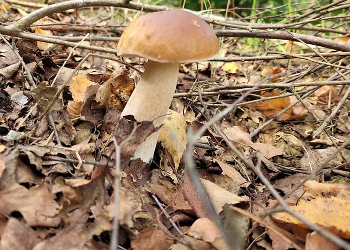 Wioslem W Hamaku Nad Wkra Tatil parkı Rybitwy (Plonsk)